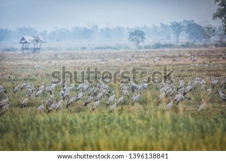 Flock of birds feeding ,standing, and flying in rice field