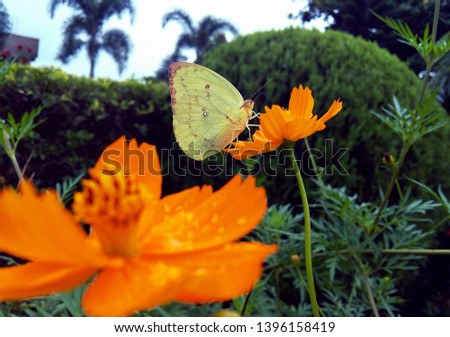 Close up macro image of garden with butterfly and insects   
The picture is a beautiful garden where there are beautiful flowers in which beautiful beauty of the film is appearing very beautifully,
