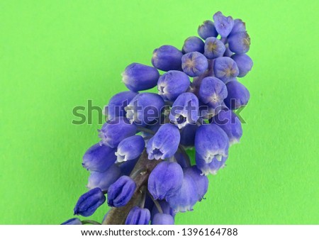 Violet spring garden flowers Muscari, grape hyacinth on a bright green background                   
