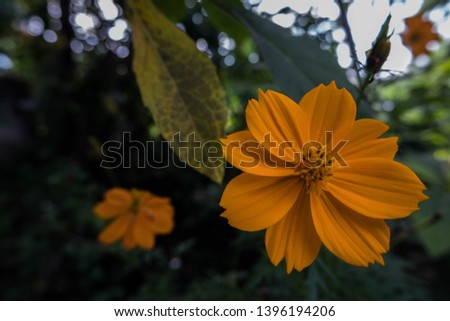 Beautiful Yellow Flower with Green Leaves, Picture of flowers,  Flowers image, Photos with flowers