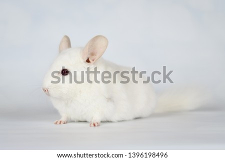 
 chinchilla on a white background  