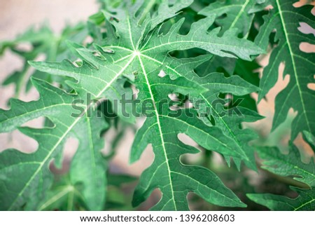 Blurred natural background of green leaves (papaya) has a small, pointed shape. It is beautiful along the growing line. The results can be eaten, a food that helps to excrete.