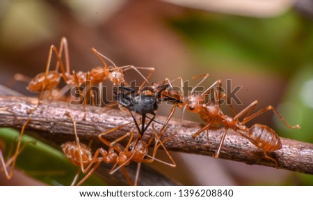 Ants are preying.Concept team work together
