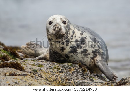 Grey seal looking at camera (Halichoerus grypus), Farne Islands, Scotland Royalty-Free Stock Photo #1396214933