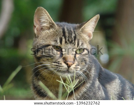 Cat in the Green Grass in Summer. Beautiful gray Cat with green Eyes in Summer Outdoor
| in the garden ..