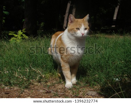 Cat in the Green Grass in Summer. Beautiful Red and white Cat with Yellow Eyes in Summer Outdoor .
in the garden.