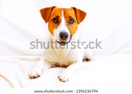 young jack russell terrier looks into his eyes on a white bedspread