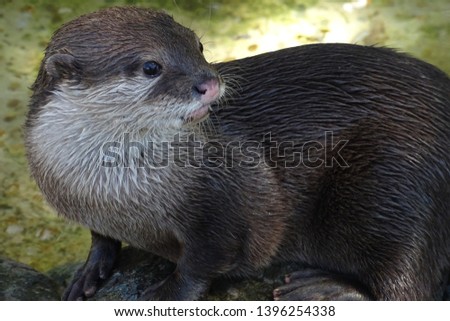 Cute European otters at the zoo