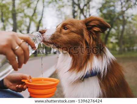 Dog is drinking water from the bottle on street Royalty-Free Stock Photo #1396276424