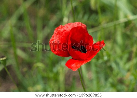 Spring Wild red poppy flower