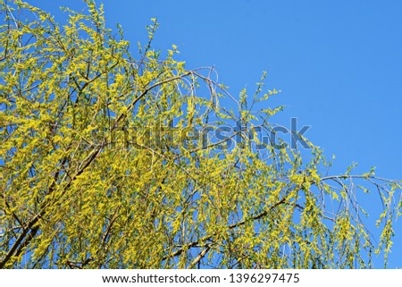 Young green foliage and blooming yellow willow catkins on branch of tree on blue sky background in spring