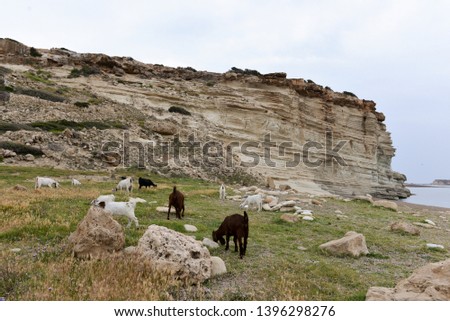 The rocky coast of the Akamas peninsula. Cyprus