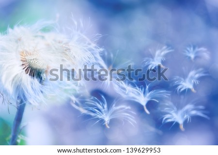 dandelion seeds blowing wind, dreamy magical image with blue tones Royalty-Free Stock Photo #139629953
