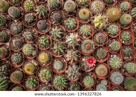 Different species of cacti in nursery give a bold visual statement suitable for background or just to stare at them and relax