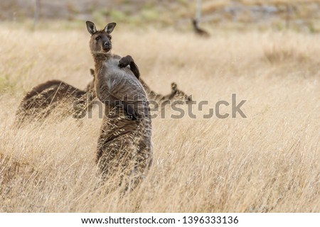 Beautiful kangaroo takes on a strange position and a funny expression, Kangaroo Island, Southern Australia