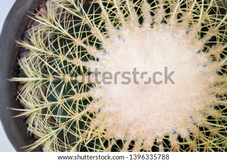 Close-up shot on top of cactus, stock photo