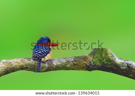 Banded Kingfisher bird on green background