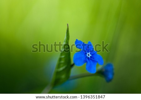 Myosotis beautiful blue tiny forest flower in spring bloosom in artistic blur design with text space