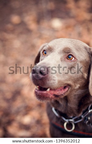 Portrait of a grey labrador retriever dog