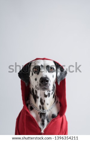 Dalmatian dog in red sweatshirt sits on white background. Dog head is covered by hood. Pet photography. Determined strongly. Copy space