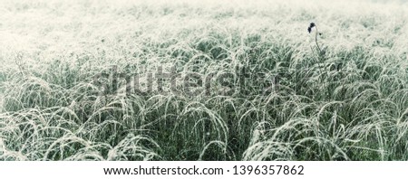 Nature background with feather grass in dew, morning view, closeup, selective focus. Vintage stylization, retro film filter