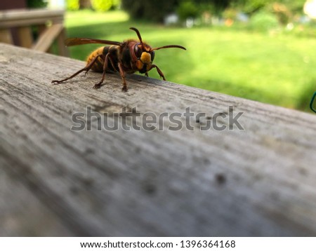 A close-up picture of a Hornet (big wasp) on a wooden underground with nice green grass in the background.
