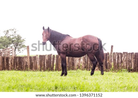 Horse standing on farm grass. Photo of Brazil. Brown mare looking at the camera.