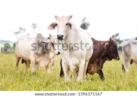 Nelore raised for fattening. Bovine originating in India and race representing 85% of the Brazilian cattle for meat production. Royalty-Free Stock Photo #1396371167