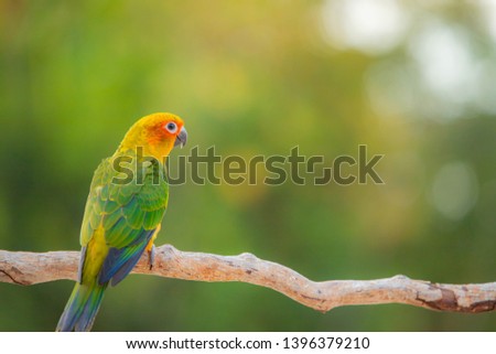 Canine parrot and cute bird