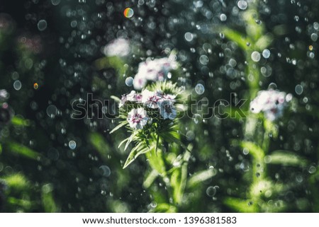 Carnation in the glare of sunny rain