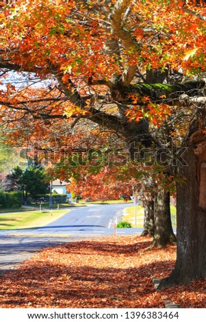 Season of beautiful autumn leaves and nice big trees in autumn as colourful and beautiful autumn leaves in sunny day background. Maple leaves in different colours.