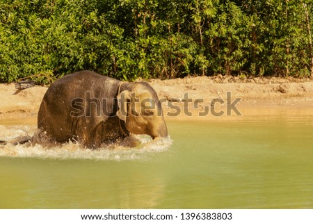 Thai elephants are playing water, drinking water, enjoying life.