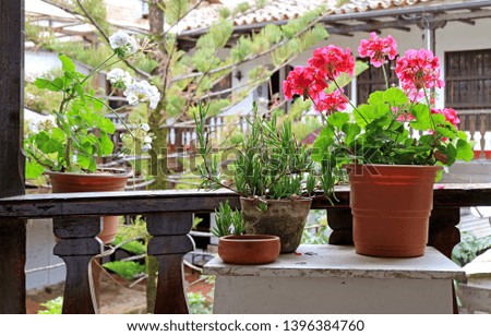Beautiful flowers and plants at the balcony garden