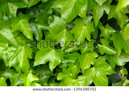 young leaves of common Ivy Hedera helix in spring. Nature concept for design. Royalty-Free Stock Photo #1396388702