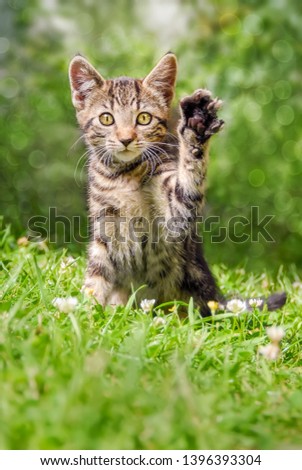 Cute tabby cat kitten sitting playfully on a green grass meadow in a garden holding up the left paw, a real beckoning cat pose on a sunny day in spring Royalty-Free Stock Photo #1396393304