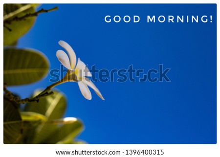 White flower and blue sky. framed and message. Good morning.