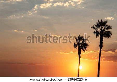 palm trees and colorful sky with beautiful sunset 