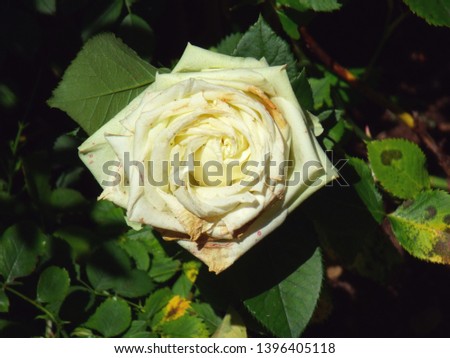 Photo of a white tea rose on top against the background of green foliage of a bush in sunny weather. fading rose