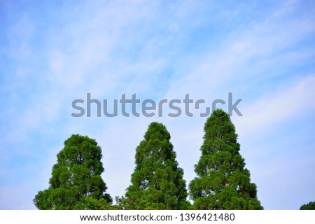 Three big trees and blue sky in a park in Shinjuku, Tokyo