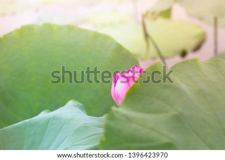 lotus background with space for text or image