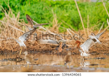 flock of waders Ruffs sit on the lake
