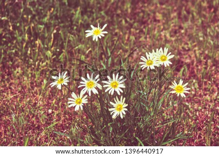 Vintage pink colored shot of spring daisy multicolored  flowers