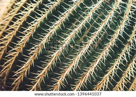 nature poster. green cactus (close-up)