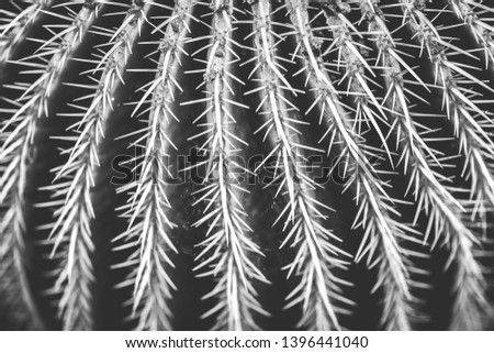 nature poster. cactus (close-up). black and white