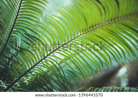 nature poster. leaf of palm. green vibes