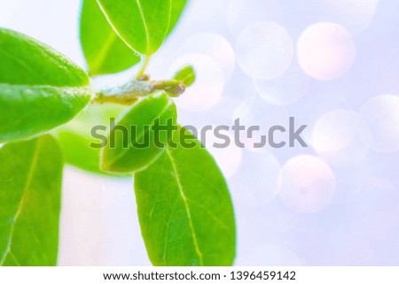 Fresh green plant close-up on a bright background with sunny reflections. Bright macro photography is suitable as a natural background. Summer concept wallpaper.