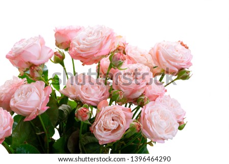 Rose fresh flowers bouquet close up isolated on white background