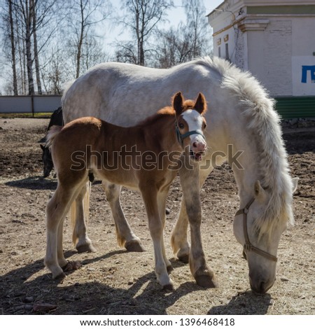 Two horses, a brown colt and a white mother in a pen.