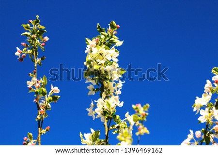 Apple tree in bloom. Beautiful blooming apple tree closeup in lilac-violet blue tones. Image with blur sky background. Female hand with an apple in the blooming garden.