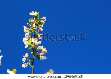 Apple tree in bloom. Beautiful blooming apple tree closeup in lilac-violet blue tones. Image with blur sky background. Female hand with an apple in the blooming garden.